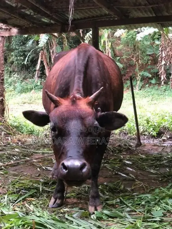 Cows
