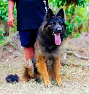 Shepherd Puppies