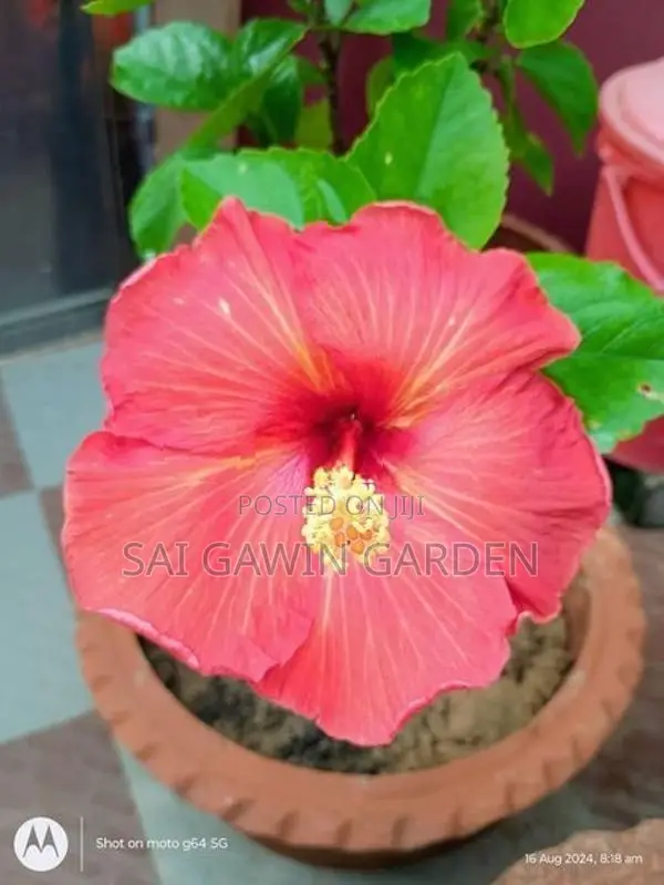 Hibiscus Flower Plant