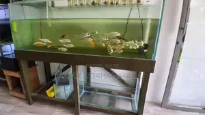 5ft fish tank