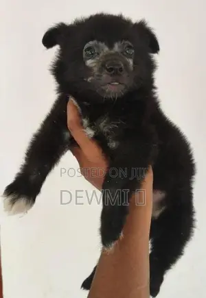 Lion Pomeranian Puppy