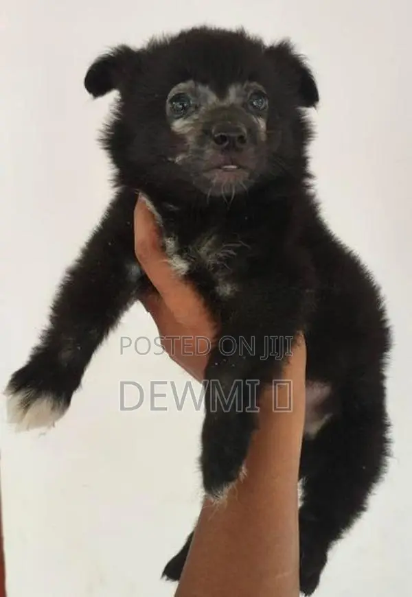 Lion Pomeranian Puppy