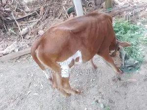 Milk Cow