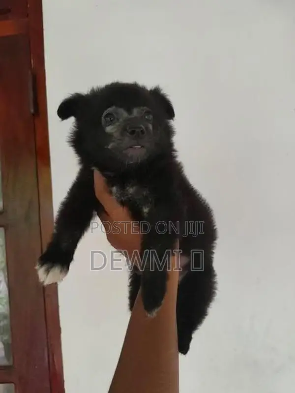 Lion Pomeranian Puppy