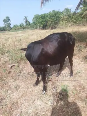 Milk Cow