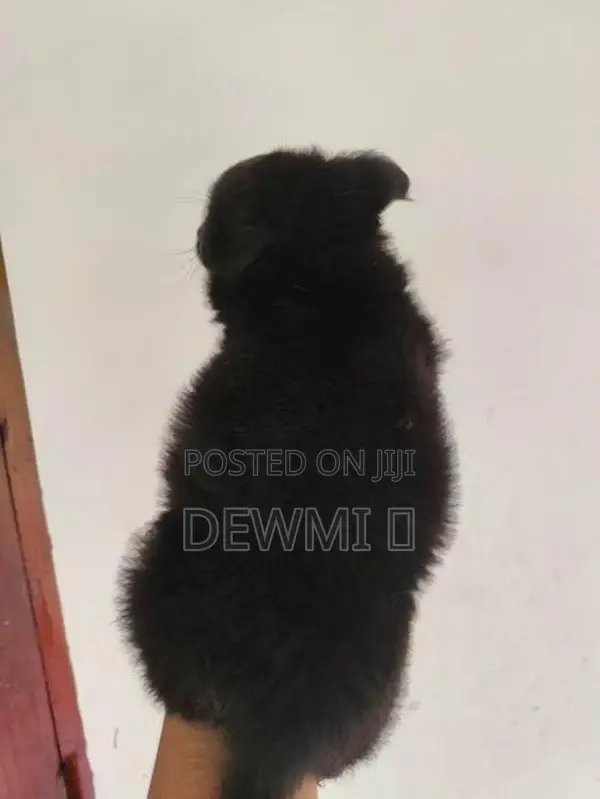 Lion Pomeranian Puppy