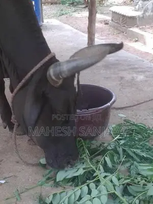 Milk Cow