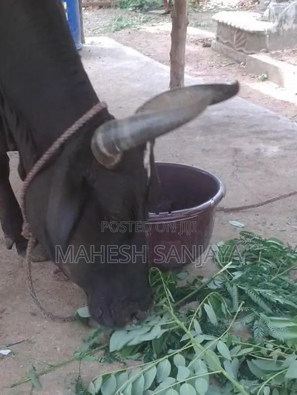 Milk Cow
