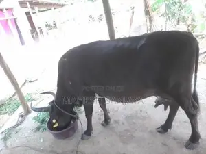 Milk Cow