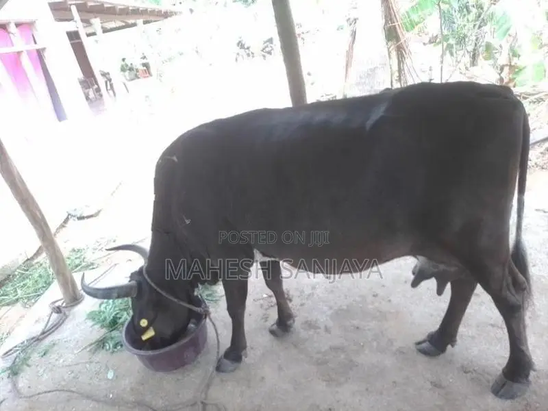 Milk Cow