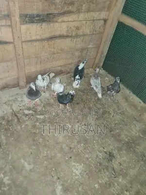 Pigeon