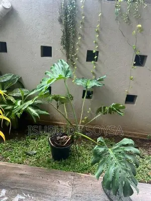 Monstera Plant (මොන්ස්ටෙරා පැළ)