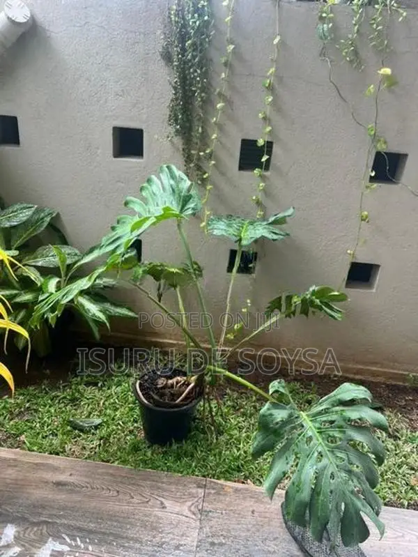 Monstera Plant (මොන්ස්ටෙරා පැළ)
