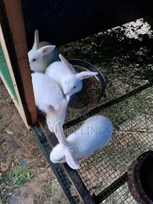 Rabbits