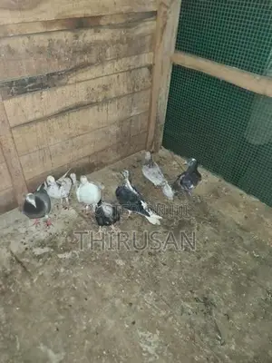 Pigeon