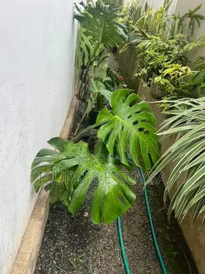 Monstera Plant (මොන්ස්ටෙරා පැළ)