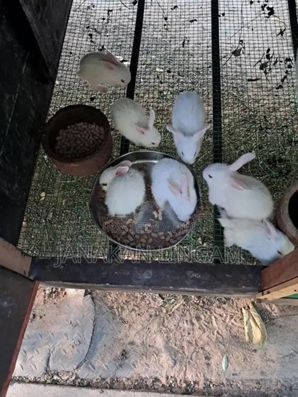 Rabbits