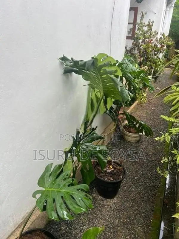 Monstera Plant (මොන්ස්ටෙරා පැළ)