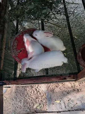 Rabbits