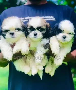 Shitzu puppies