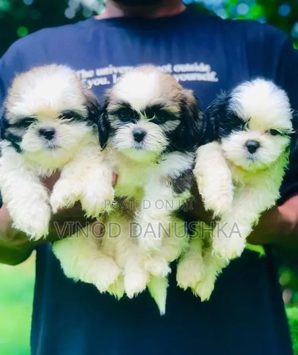 Shitzu puppies