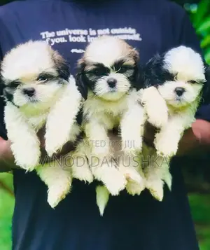 Shitzu puppies