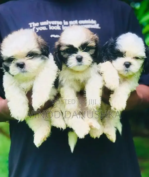 Shitzu puppies