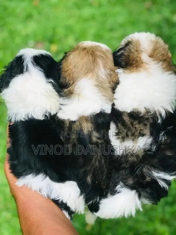 Shitzu puppies