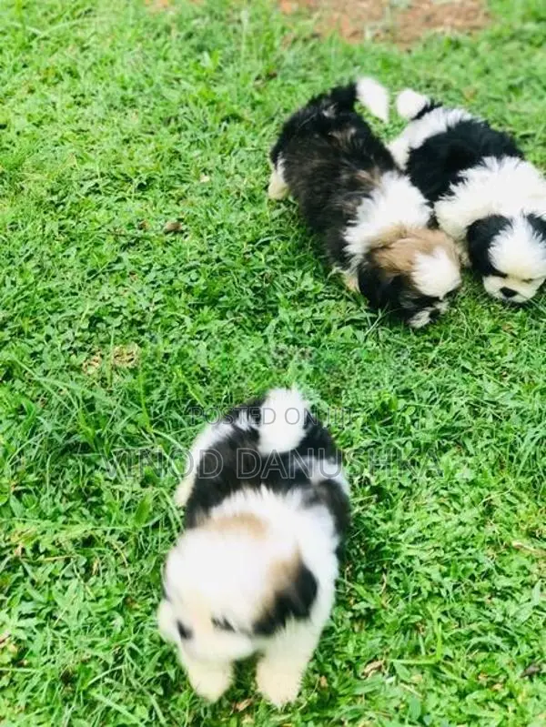 Shitzu puppies