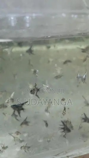 එන්ජල් පැටවු