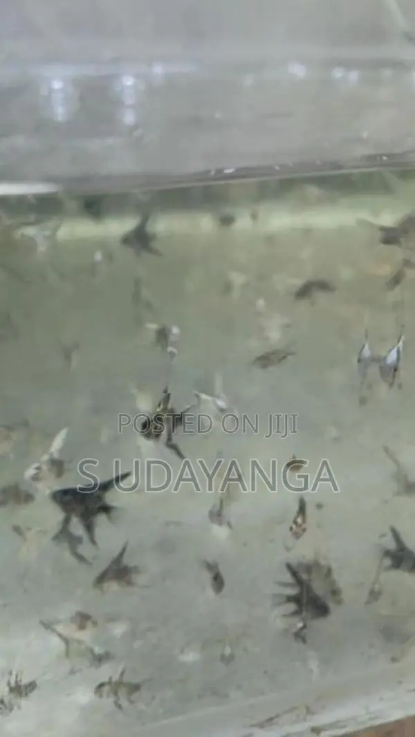 එන්ජල් පැටවු