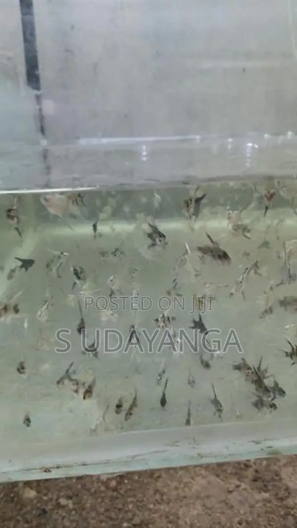 එන්ජල් පැටවු