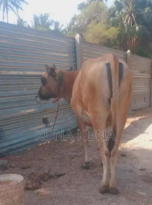 Cow sale