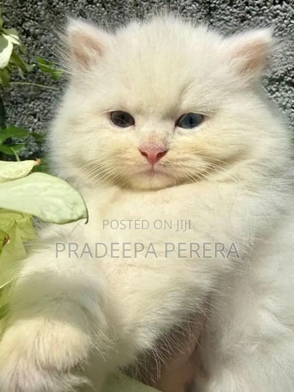 Persian Kitten