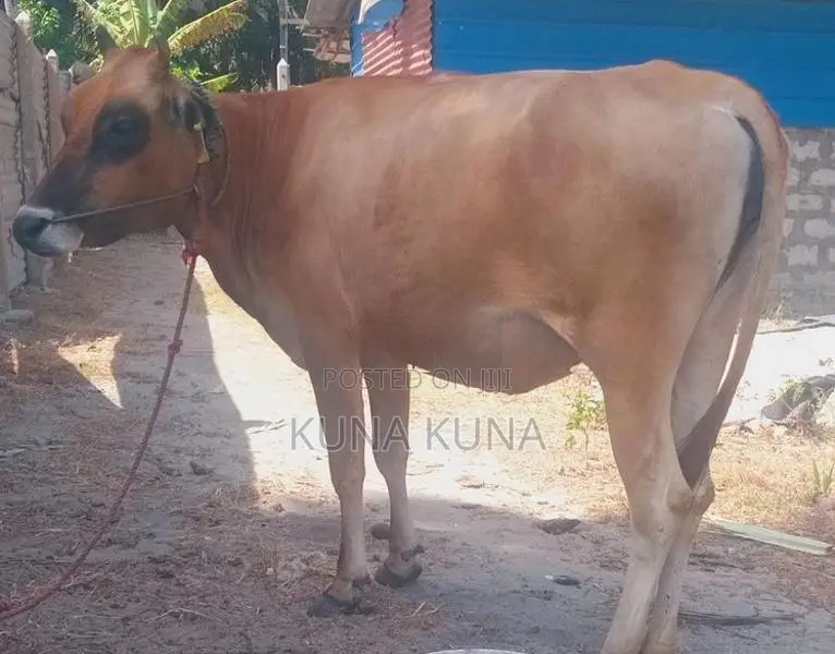 Cow sale