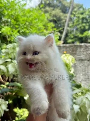Persian Kitten