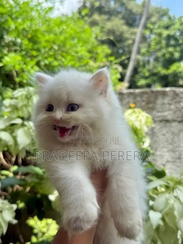 Persian Kitten