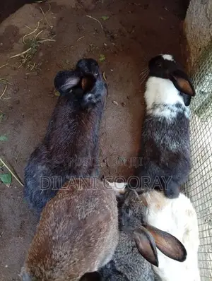 Rabbits