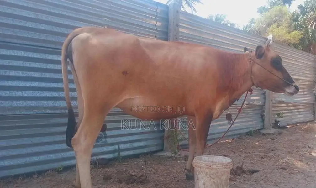 Cow sale