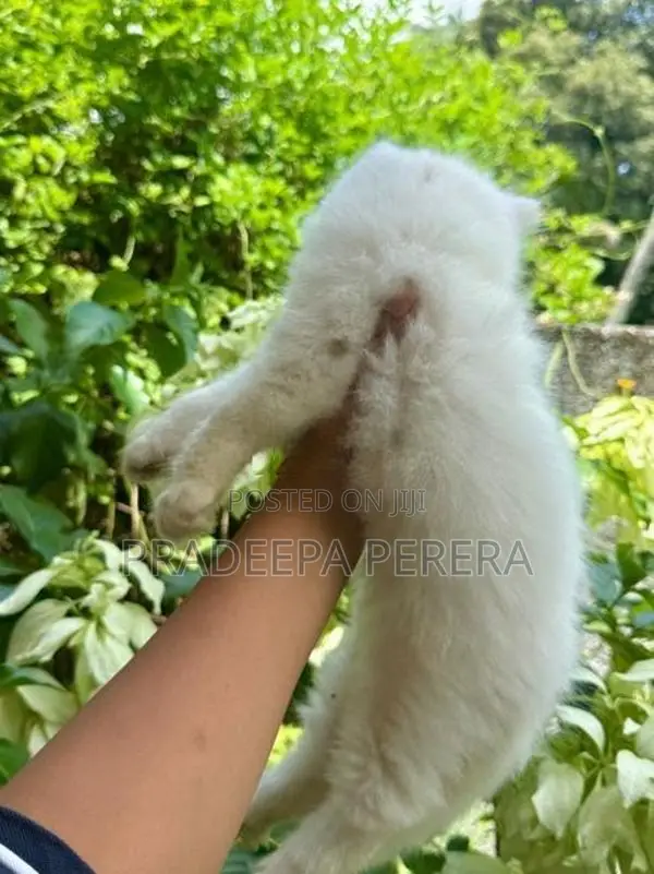 Persian Kitten