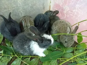 Rabbits