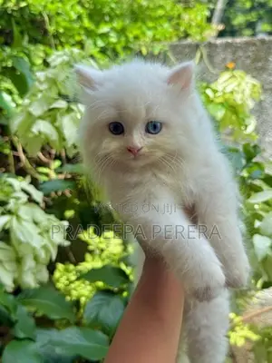 Persian Kitten
