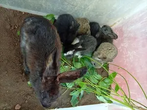 Rabbits