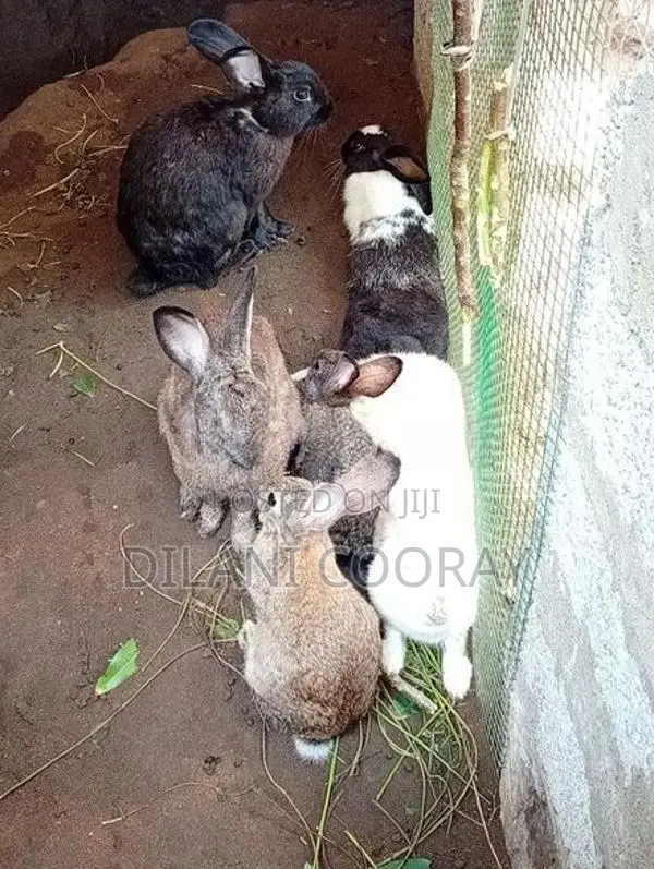 Rabbits