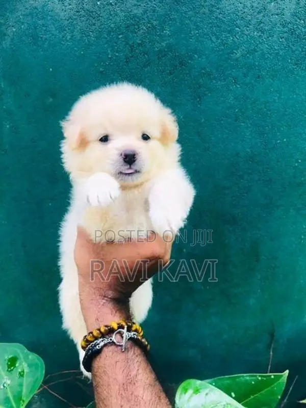 Pomeranian Puppies