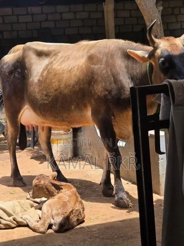 Milk Cow