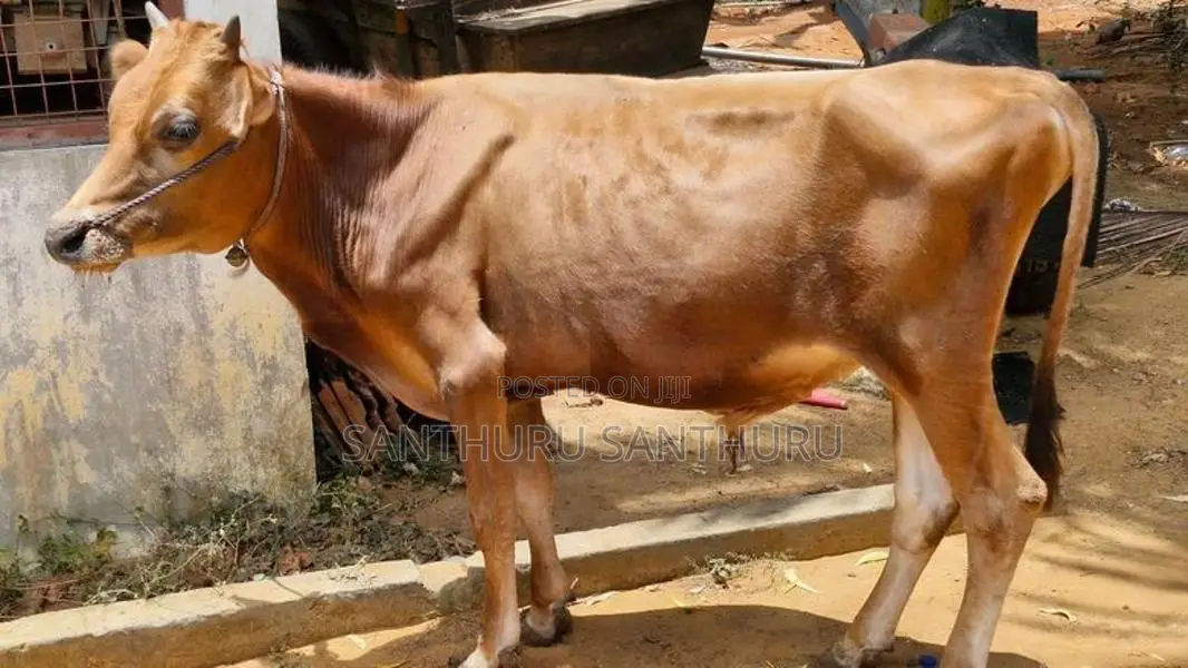 Farm Cow