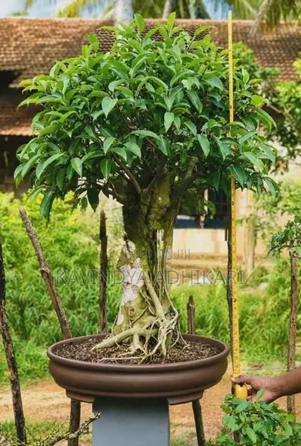 Premium Bonsai Plants