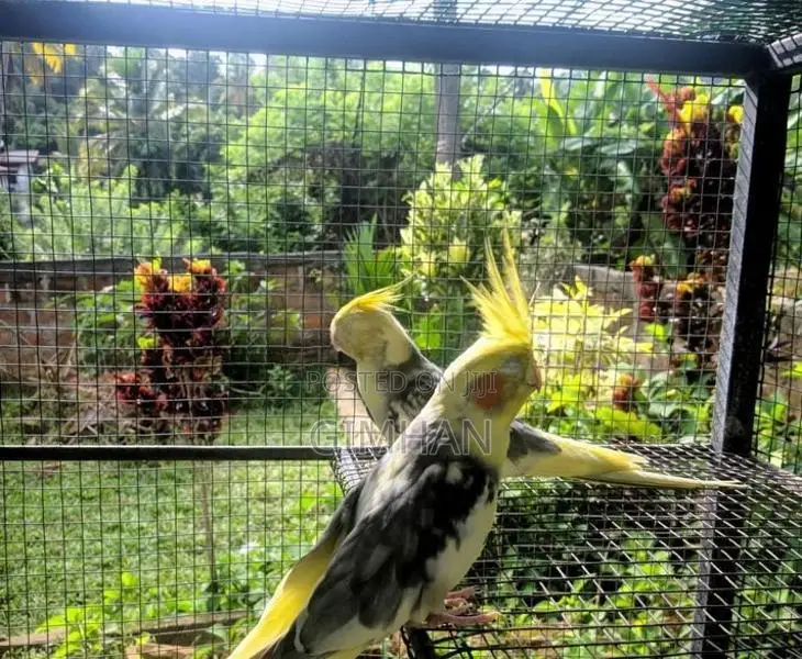 Cockatiel Birds with Cage