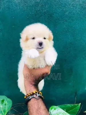 Pomeranian Puppies